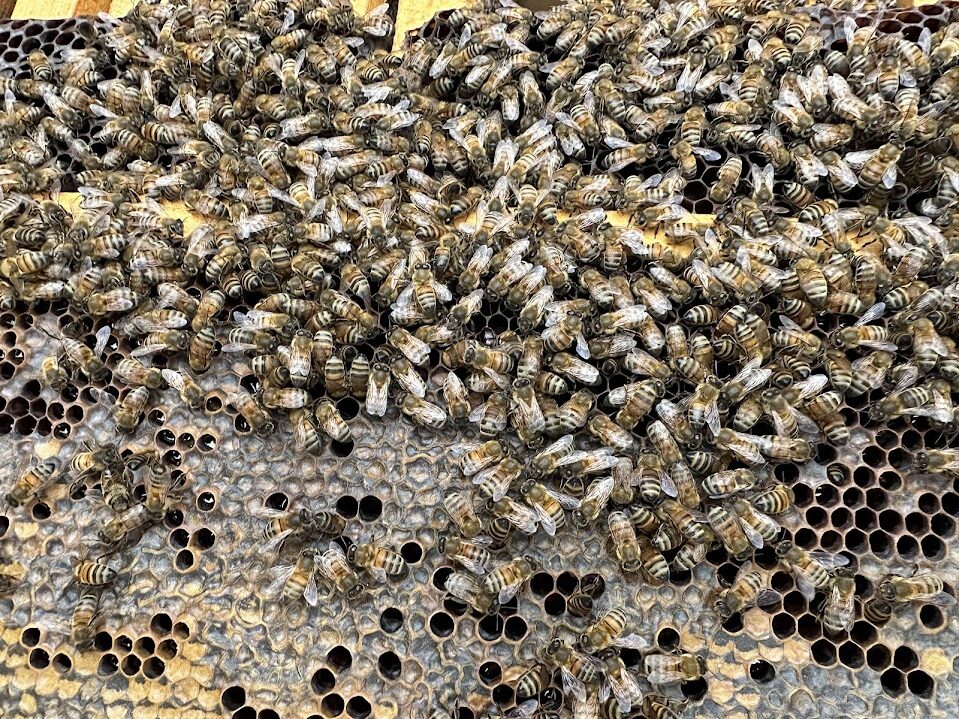 Bees on a frame