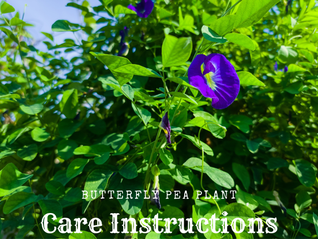 A picture of a thai blue butterfly pea plant