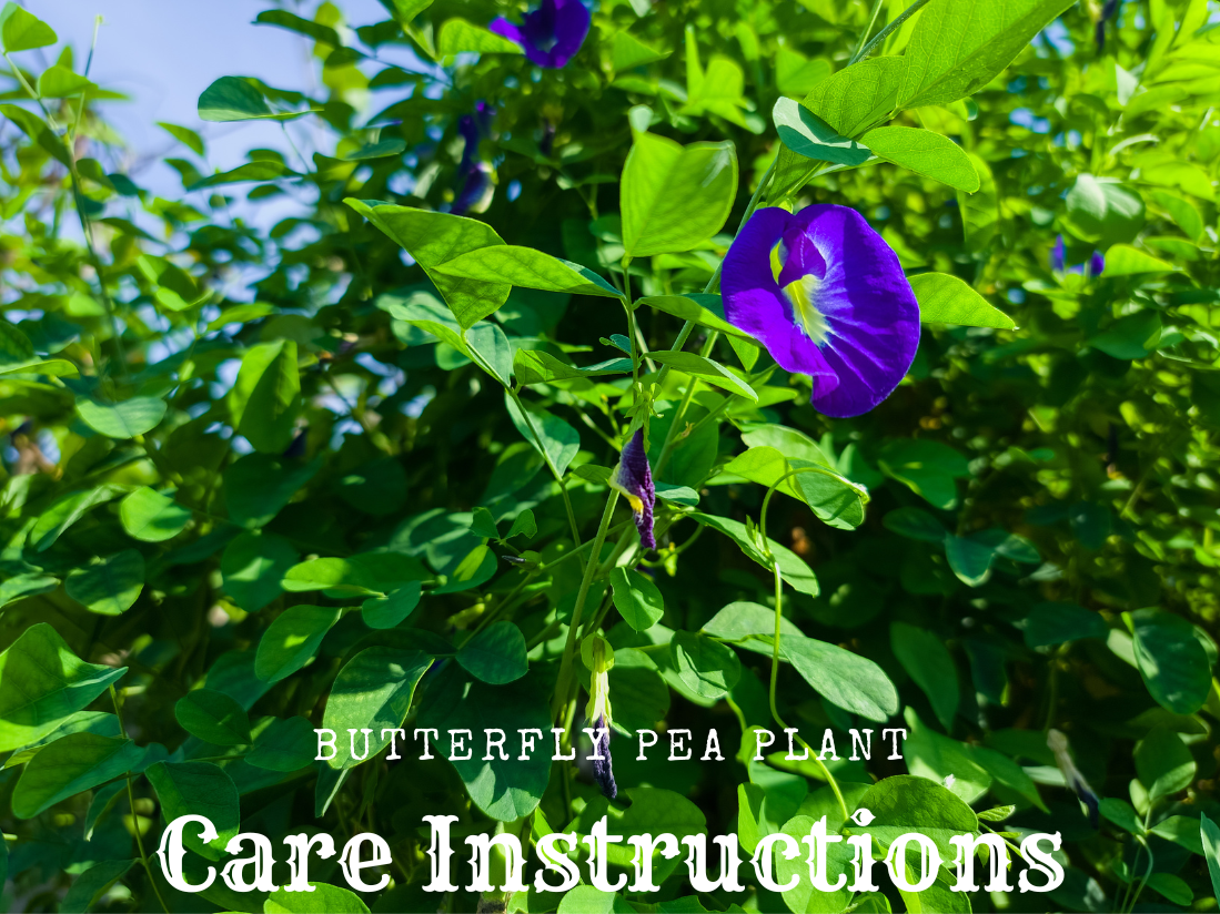 A picture of a thai blue butterfly pea plant