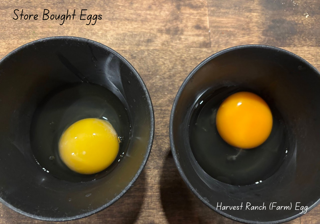 Two Eggs- one from the grocery store and one that is a local food