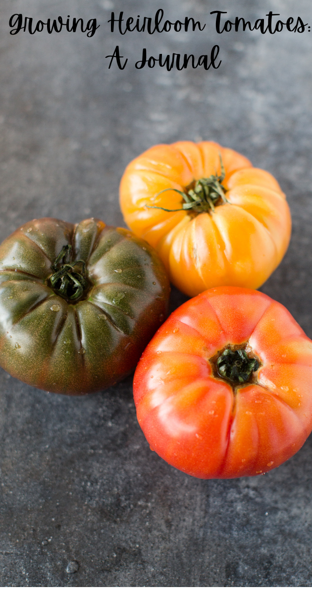 A grey background with three tomatoes and words above it "tomatoes" a journal"