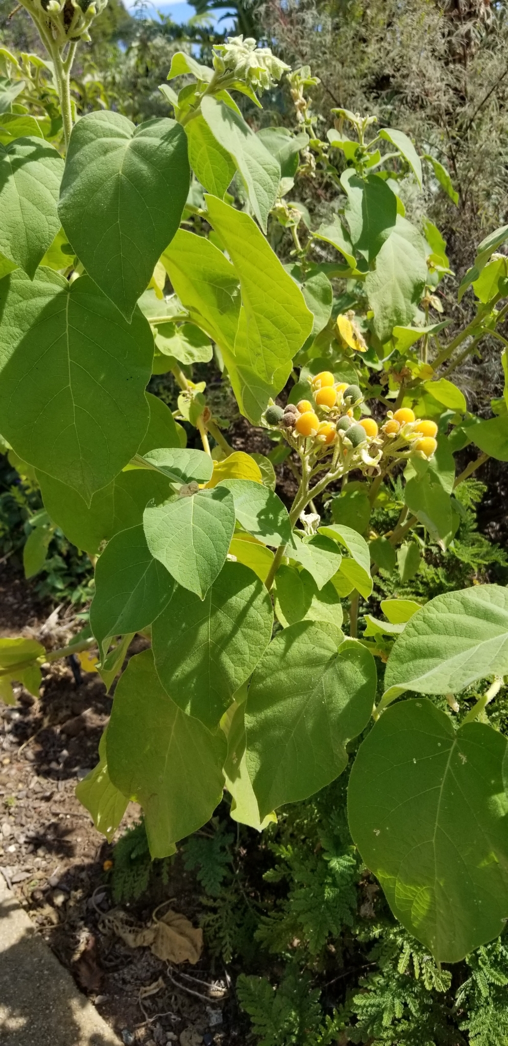 A Dwarf Tamarillo bush with baby fruit growing